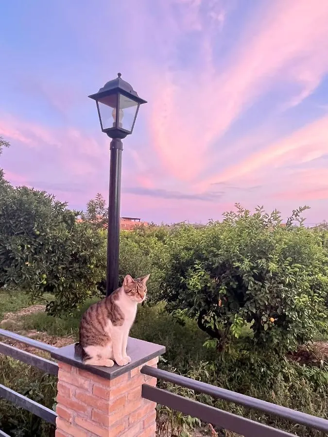 La Pomelia B&B Sofia トラッピテッロ